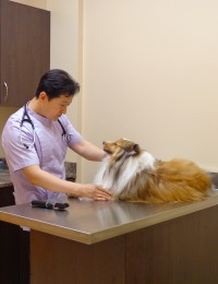 Dr. Bryan S. Lee. . DVM | Veterinarians Oakville | Upper Oakville Pet  Hospital