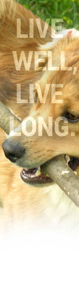 dog8