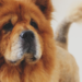 Thumbnail for Staying Safe: Dog Bite Prevention Week